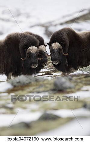 Mannliche Moschusochsen (Ovibos moschatus), Dovrefjell-Sunndalsfjella Nationalpark, Norwegen, Europa View Large Photo Image Stock Image - Mannliche Moschusochsen (Ovibos moschatus), Dovrefjell-Sunndalsfjella Nationalpark, Norwegen, Europa. Fotosearch