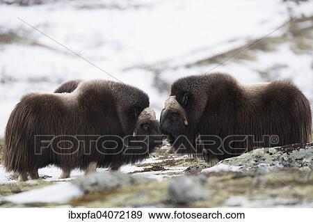 Mannliche Moschusochsen (Ovibos moschatus), Dovrefjell-Sunndalsfjella Nationalpark, Norwegen, Europa View Large Photo Image Stock Photo - Mannliche Moschusochsen (Ovibos moschatus), Dovrefjell-Sunndalsfjella Nationalpark, Norwegen, Europa. Fotosearch