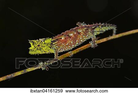 Mannliches Erdchamaleon (Brookesia vadoni), Regenwalder im Marojejy Nationalpark, Nordosten von Madagaskar View Large Photo Image Stock Photo - Mannliches Erdchamaleon (Brookesia vadoni), Regenwalder im Marojejy Nationalpark, Nordosten von Madagaskar. Fotosearch