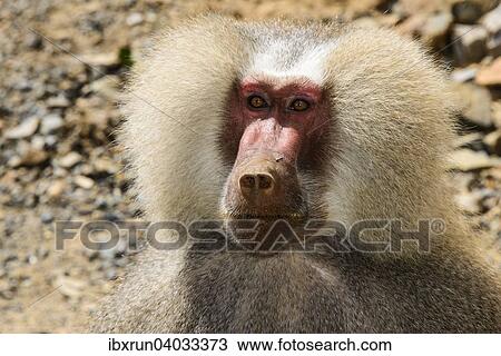 Stock Image - Mantelpavian (Papio hamadryas), Eritrea, Afrika. Fotosearch