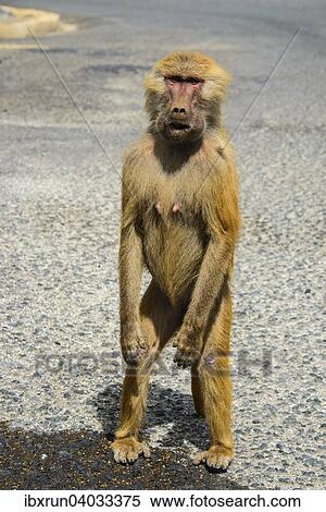 Stock Photography - Mantelpavian (Papio hamadryas), Eritrea, Afrika. Fotosearch