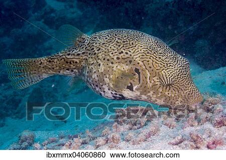 Mappa-Kugelfisch (Arothron mappa), Indonesien, Asien View Large Photo Image Stock Image - Mappa-Kugelfisch (Arothron mappa), Indonesien, Asien. Fotosearch
