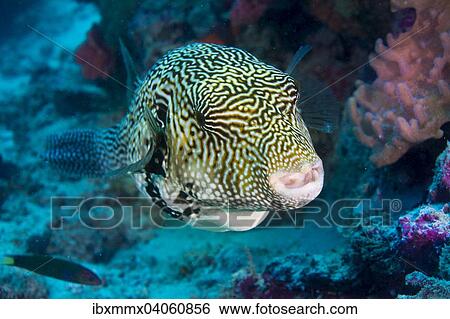 Mappa-Kugelfisch (Arothron mappa), Indonesien, Asien View Large Photo Image Stock Photograph - Mappa-Kugelfisch (Arothron mappa), Indonesien, Asien. Fotosearch