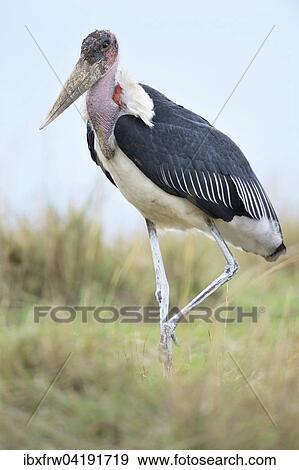 Marabu (Leptopilos crumeniferus), Masai Mara Nationalreservat, Kenia, Afrika View Large Photo Image Stock Photo - Marabu (Leptopilos crumeniferus), Masai Mara Nationalreservat, Kenia, Afrika. Fotosearch