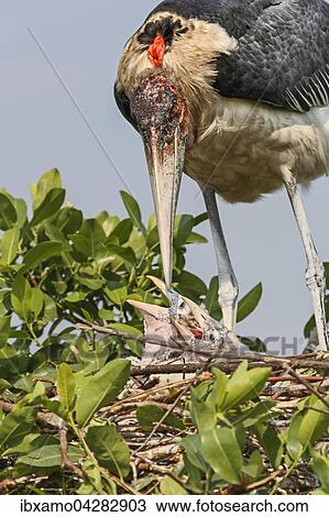 Marabu (Leptoptilos crumenifer) mit zwei kleinen Kuken im Nest, Okavango Delta, Botswana, Afrika View Large Photo Image Stock Image - Marabu (Leptoptilos crumenifer) mit zwei kleinen Kuken im Nest, Okavango Delta, Botswana, Afrika. Fotosearch