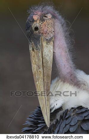 Stock Image - Marabu (Leptoptilos crumeniferus) bei der Gefiederpflege, Nordrhein-Westfalen, Deutschland, captive, Europa. Fotosearch