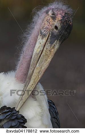 Stock Image - Marabu (Leptoptilos crumeniferus) bei der Gefiederpflege, Nordrhein-Westfalen, Deutschland, captive, Europa. Fotosearch