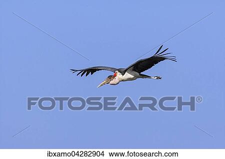 Picture - Marabu (Leptoptilos crumeniferus) fliegt, Okavango Delta, Botswana, Afrika. Fotosearch
