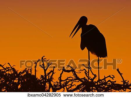 Stock Photography - Marabu (Leptoptilos crumeniferus), Silhouette, Abendhimmel, steht, Okavango Delta, Botswana, Afrika. Fotosearch