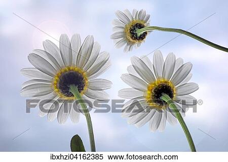 Margeriten (Leucanthemum vulgare), von unten View Large Photo Image Stock Photography - Margeriten (Leucanthemum vulgare), von unten. Fotosearch
