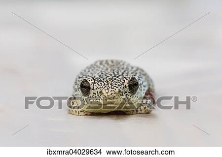 Marmorierter Riedfrosch (Hyperolius marmoratus), Makroaufnahme, Okavango-Delta, Botswana, Afrika View Large Photo Image Picture - Marmorierter Riedfrosch (Hyperolius marmoratus), Makroaufnahme, Okavango-Delta, Botswana, Afrika. Fotosearch