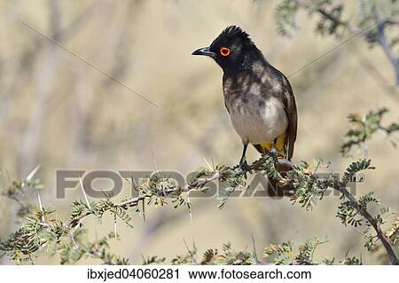 Maskenbulbul (Pycnonotus nigricans) auf einem Ast, Kgalagadi-Transfrontier-Nationalpark, Provinz Nordkap, Sudafrika View Large Photo Image Stock Image - Maskenbulbul (Pycnonotus nigricans) auf einem Ast, Kgalagadi-Transfrontier-Nationalpark, Provinz Nordkap, Sudafrika. Fotosearch