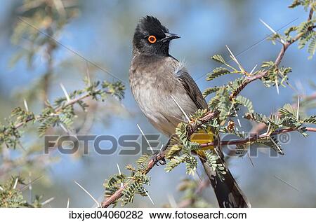 Maskenbulbul (Pycnonotus nigricans) auf einem Ast, Kgalagadi-Transfrontier-Nationalpark, Provinz Nordkap, Sudafrika View Large Photo Image Stock Image - Maskenbulbul (Pycnonotus nigricans) auf einem Ast, Kgalagadi-Transfrontier-Nationalpark, Provinz Nordkap, Sudafrika. Fotosearch