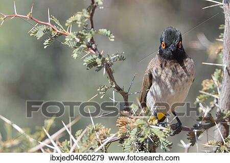 Maskenbulbul (Pycnonotus nigricans) auf einem Ast, Kgalagadi-Transfrontier-Nationalpark, Provinz Nordkap, Sudafrika View Large Photo Image Stock Photo - Maskenbulbul (Pycnonotus nigricans) auf einem Ast, Kgalagadi-Transfrontier-Nationalpark, Provinz Nordkap, Sudafrika. Fotosearch