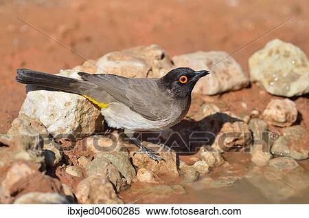 Stock Photography - Maskenbulbul (Pycnonotus nigricans) trinkt Wasser an einer Wasserstelle, Kgalagadi-Transfrontier-Nationalpark, Provinz Nordkap, Sudafrika. Fotosearch