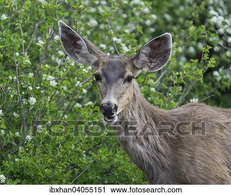 Maultierhirsch oder Grossohrhirsch (Odocoileus hemionus), Weibchen, Black-Canyon-of-the-Gunnison-Nationalpark, Colorado, USA, Nordamerika View Large Photo Image Stock Image - Maultierhirsch oder Grossohrhirsch (Odocoileus hemionus), Weibchen, Black-Canyon-of-the-Gunnison-Nationalpark, Colorado, USA, Nordamerika. Fotosearch