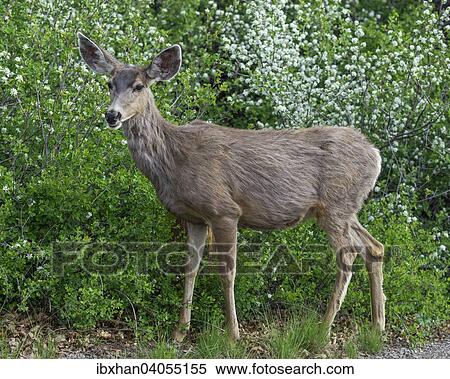 Maultierhirsch oder Grossohrhirsch (Odocoileus hemionus), Weibchen, Black-Canyon-of-the-Gunnison-Nationalpark, Colorado, USA, Nordamerika View Large Photo Image Stock Photography - Maultierhirsch oder Grossohrhirsch (Odocoileus hemionus), Weibchen, Black-Canyon-of-the-Gunnison-Nationalpark, Colorado, USA, Nordamerika. Fotosearch