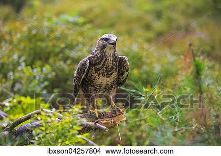 Mausebussard, (Buteo buteo), adult auf Warte, Kasselburg, Eifel, Deutschland, Europa View Large Photo Image Picture - Mausebussard, (Buteo buteo), adult auf Warte, Kasselburg, Eifel, Deutschland, Europa. Fotosearch