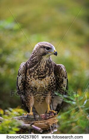 Mausebussard, (Buteo buteo), adult auf Warte, Kasselburg, Eifel, Deutschland, Europa View Large Photo Image Stock Image - Mausebussard, (Buteo buteo), adult auf Warte, Kasselburg, Eifel, Deutschland, Europa. Fotosearch