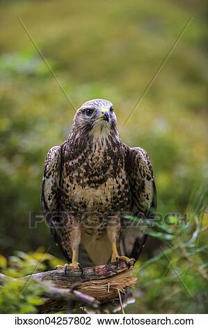 Mausebussard, (Buteo buteo), adult auf Warte, Kasselburg, Eifel, Deutschland, Europa View Large Photo Image Stock Image - Mausebussard, (Buteo buteo), adult auf Warte, Kasselburg, Eifel, Deutschland, Europa. Fotosearch
