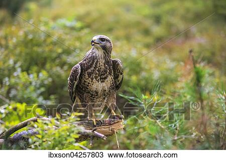 Mausebussard, (Buteo buteo), adult auf Warte, Kasselburg, Eifel, Deutschland, Europa View Large Photo Image Stock Image - Mausebussard, (Buteo buteo), adult auf Warte, Kasselburg, Eifel, Deutschland, Europa. Fotosearch