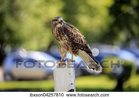 Mausebussard, (Buteo buteo), adult auf Warte, sitzt rufend auf Leitpfosten, Strassenpfosten, Kasselburg, Eifel, Deutschland, Europa View Large Photo Image Stock Image - Mausebussard, (Buteo buteo), adult auf Warte, sitzt rufend auf Leitpfosten, Strassenpfosten, Kasselburg, Eifel, Deutschland, Europa. Fotosearch