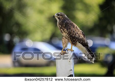Stock Image - Mausebussard, (Buteo buteo), adult auf Warte, sitzt rufend auf Leitpfosten, Strassenpfosten, Kasselburg, Eifel, Deutschland, Europa. Fotosearch
