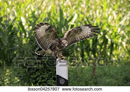 Stock Photo - Mausebussard, (Buteo buteo), adult auf Warte, sitzt rufend auf Leitpfosten, Strassenpfosten, Kasselburg, Eifel, Deutschland, Europa. Fotosearch