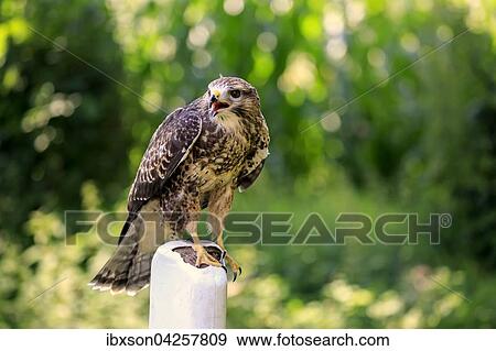 Mausebussard, (Buteo buteo), adult auf Warte, sitzt rufend auf Leitpfosten, Strassenpfosten, Kasselburg, Eifel, Deutschland, Europa View Large Photo Image Stock Photo - Mausebussard, (Buteo buteo), adult auf Warte, sitzt rufend auf Leitpfosten, Strassenpfosten, Kasselburg, Eifel, Deutschland, Europa. Fotosearch