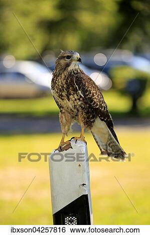 Stock Photograph - Mausebussard, (Buteo buteo), adult auf Warte, sitzt rufend auf Leitpfosten, Strassenpfosten, Kasselburg, Eifel, Deutschland, Europa. Fotosearch