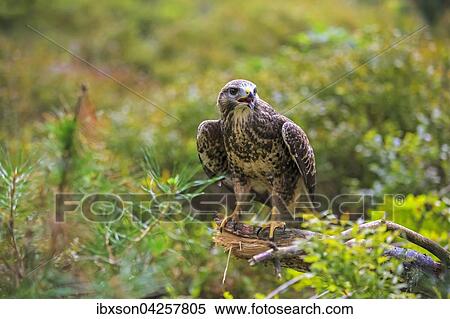 Stock Photography - Mausebussard, (Buteo buteo), adult auf Warte rufend, Kasselburg, Eifel, Deutschland, Europa. Fotosearch
