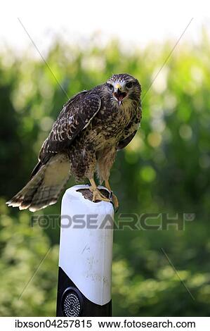 Mausebussard, (Buteo buteo), adult auf Warte, sitzt rufend auf Leitpfosten, Strassenpfosten, Kasselburg, Eifel, Deutschland, Europa View Large Photo Image Stock Photography - Mausebussard, (Buteo buteo), adult auf Warte, sitzt rufend auf Leitpfosten, Strassenpfosten, Kasselburg, Eifel, Deutschland, Europa. Fotosearch