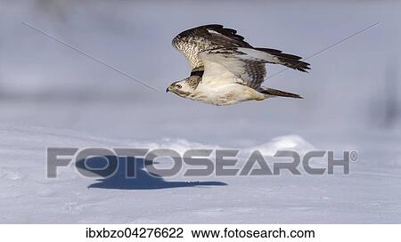 Mausebussard (Buteo buteo), fliegend uber einer Schneelandingchaft, Biospharengebiet, Schwabische Alb, Baden-Wurttemberg, Deutschland, Europa View Large Photo Image Stock Image - Mausebussard (Buteo buteo), fliegend uber einer Schneelandingchaft, Biospharengebiet, Schwabische Alb, Baden-Wurttemberg, Deutschland, Europa. Fotosearch