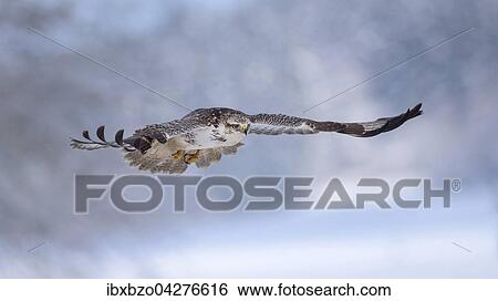 Mausebussard (Buteo buteo), fliegend, in einer Winterlandingchaft, Biospharengebiet, Schwabische Alb, Baden-Wurttemberg, Deutschland, Europa View Large Photo Image Stock Photograph - Mausebussard (Buteo buteo), fliegend, in einer Winterlandingchaft, Biospharengebiet, Schwabische Alb, Baden-Wurttemberg, Deutschland, Europa. Fotosearch