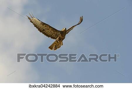 Picture - Mausebussard (Buteo buteo) im Flug, Niederosterreich, Osterreich, Europa. Fotosearch