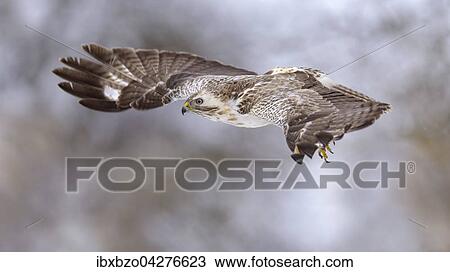 Mausebussard (Buteo buteo), im Flug, Biospharengebiet, Schwabische Alb, Baden-Wurttemberg, Deutschland, Europa View Large Photo Image Stock Image - Mausebussard (Buteo buteo), im Flug, Biospharengebiet, Schwabische Alb, Baden-Wurttemberg, Deutschland, Europa. Fotosearch