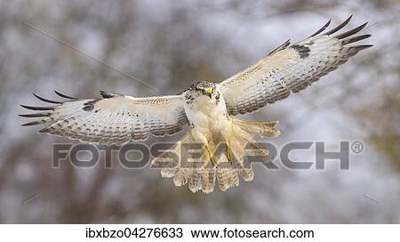 Mausebussard (Buteo buteo), im Flug, Biospharengebiet, Schwabische Alb, Baden-Wurttemberg, Deutschland, Europa View Large Photo Image Stock Image - Mausebussard (Buteo buteo), im Flug, Biospharengebiet, Schwabische Alb, Baden-Wurttemberg, Deutschland, Europa. Fotosearch