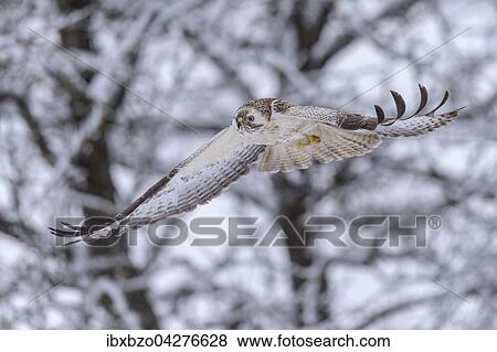 Mausebussard (Buteo buteo), im Flug, hinten verschneite Baume, Biospharengebiet, Schwabische Alb, Baden-Wurttemberg, Deutschland, Europa View Large Photo Image Stock Photo - Mausebussard (Buteo buteo), im Flug, hinten verschneite Baume, Biospharengebiet, Schwabische Alb, Baden-Wurttemberg, Deutschland, Europa. Fotosearch