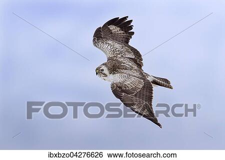 Mausebussard (Buteo buteo), im Flug, Biospharengebiet, Schwabische Alb, Baden-Wurttemberg, Deutschland, Europa View Large Photo Image Stock Photograph - Mausebussard (Buteo buteo), im Flug, Biospharengebiet, Schwabische Alb, Baden-Wurttemberg, Deutschland, Europa. Fotosearch