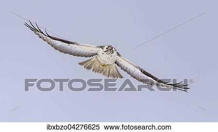 Mausebussard (Buteo buteo), im Flug, Biospharengebiet, Schwabische Alb, Baden-Wurttemberg, Deutschland, Europa View Large Photo Image Stock Photography - Mausebussard (Buteo buteo), im Flug, Biospharengebiet, Schwabische Alb, Baden-Wurttemberg, Deutschland, Europa. Fotosearch