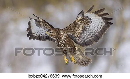 Mausebussard (Buteo buteo), im Landeanflug, Biospharengebiet, Schwabische Alb, Baden-Wurttemberg, Deutschland, Europa View Large Photo Image Stock Photo - Mausebussard (Buteo buteo), im Landeanflug, Biospharengebiet, Schwabische Alb, Baden-Wurttemberg, Deutschland, Europa. Fotosearch