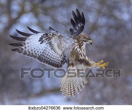 Mausebussard (Buteo buteo), im Landeanflug, Biospharengebiet, Schwabische Alb, Baden-Wurttemberg, Deutschland, Europa View Large Photo Image Stock Photograph - Mausebussard (Buteo buteo), im Landeanflug, Biospharengebiet, Schwabische Alb, Baden-Wurttemberg, Deutschland, Europa. Fotosearch