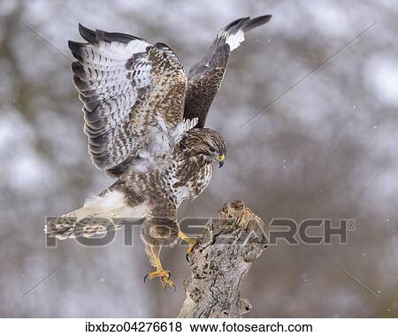 Mausebussard (Buteo buteo), landend auf einem alten Weidepfahl, bei leichtem Schneetreiben, Biospharengebiet, Schwabische Alb, Baden-Wurttemberg, Deutschland, Europa View Large Photo Image Stock Photo - Mausebussard (Buteo buteo), landend auf einem alten Weidepfahl, bei leichtem Schneetreiben, Biospharengebiet, Schwabische Alb, Baden-Wurttemberg, Deutschland, Europa. Fotosearch