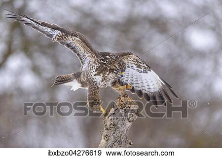 Mausebussard (Buteo buteo), landend auf einem alten Weidepfahl, bei leichtem Schneetreiben, Biospharengebiet, Schwabische Alb, Baden-Wurttemberg, Deutschland, Europa View Large Photo Image Stock Photo - Mausebussard (Buteo buteo), landend auf einem alten Weidepfahl, bei leichtem Schneetreiben, Biospharengebiet, Schwabische Alb, Baden-Wurttemberg, Deutschland, Europa. Fotosearch