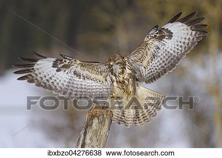 Mausebussard (Buteo buteo), landet auf einem alten Weidepfahl, Biospharengebiet, Schwabische Alb, Baden-Wurttemberg, Deutschland, Europa View Large Photo Image Stock Photo - Mausebussard (Buteo buteo), landet auf einem alten Weidepfahl, Biospharengebiet, Schwabische Alb, Baden-Wurttemberg, Deutschland, Europa. Fotosearch