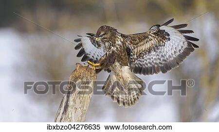 Mausebussard (Buteo buteo), landet auf einem alten Weidepfahl, Biospharengebiet, Schwabische Alb, Baden-Wurttemberg, Deutschland, Europa View Large Photo Image Stock Photography - Mausebussard (Buteo buteo), landet auf einem alten Weidepfahl, Biospharengebiet, Schwabische Alb, Baden-Wurttemberg, Deutschland, Europa. Fotosearch