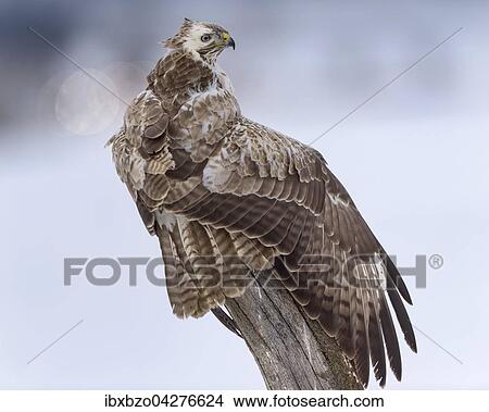 Picture - Mausebussard (Buteo buteo), ruhend auf einem alten Weidepfahl in einer Winterlandingchaft, Biospharengebiet, Schwabische Alb, Baden-Wurttemberg, Deutschland, Europa. Fotosearch