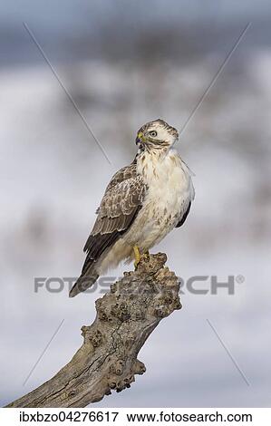 Mausebussard (Buteo buteo), ruhend auf einem alten Weidepfahl in einer Winterlandingchaft, Biospharengebiet, Schwabische Alb, Baden-Wurttemberg, Deutschland, Europa View Large Photo Image Stock Photo - Mausebussard (Buteo buteo), ruhend auf einem alten Weidepfahl in einer Winterlandingchaft, Biospharengebiet, Schwabische Alb, Baden-Wurttemberg, Deutschland, Europa. Fotosearch