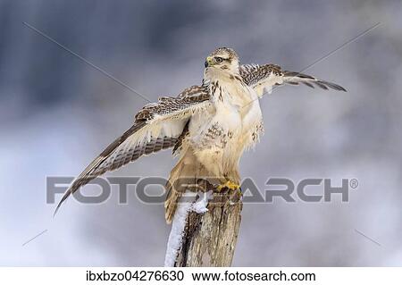 Mausebussard (Buteo buteo), sitzt auf einem alten Weidepfahl in Abwehrstellung, Biospharengebiet, Schwabische Alb, Baden-Wurttemberg, Deutschland, Europa View Large Photo Image Stock Image - Mausebussard (Buteo buteo), sitzt auf einem alten Weidepfahl in Abwehrstellung, Biospharengebiet, Schwabische Alb, Baden-Wurttemberg, Deutschland, Europa. Fotosearch