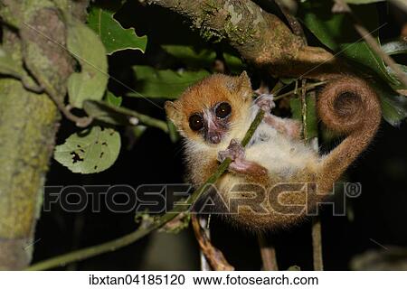 Stock Image - Mausmaki (Microcebus ssp. ) in den Regenwaldern von Andasibe, Madagaskar, Afrika. Fotosearch